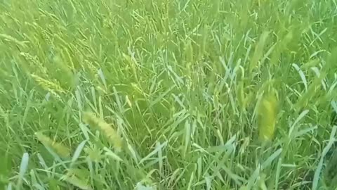 crops of wheat video