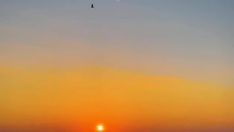 Wonderful sunset with birds