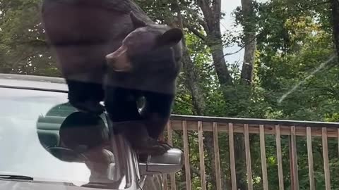 Bear Steals Milkshake From Car