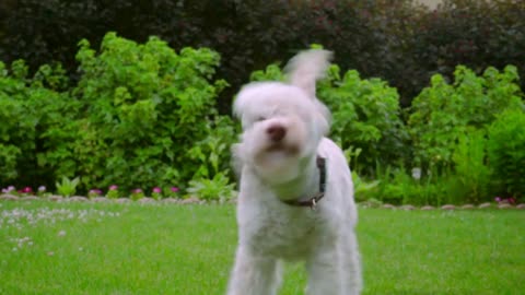 White Labradoodle shake. Close up of shaking dog. Lovely animal outside