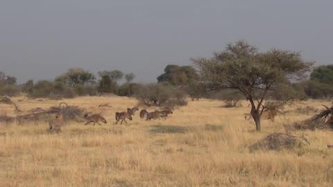 LIONS VS HYENAS - Clash of Enemies