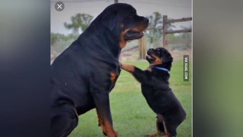 A cute dog-Rottweiler❤❤