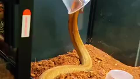 Amazing snake 🐍 trending video