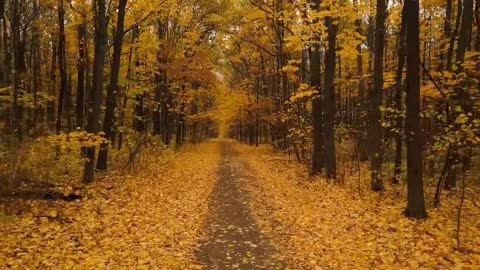 Enchanting Autumn Forests with Beautiful Piano Music