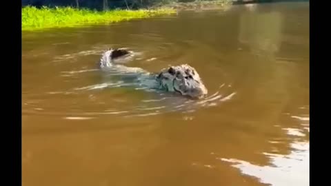 alligator intimidating fishermen