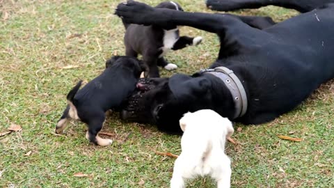 Os cachorrinhos brincando com a mamãe