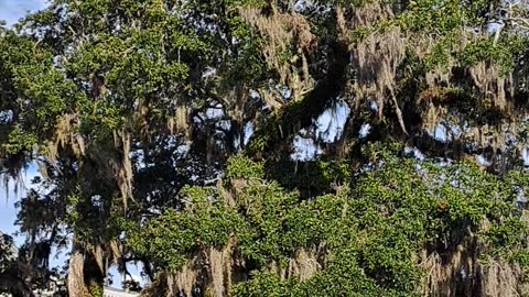 Tallahassee Capital building in Florida on a beautiful morning. 12/1/23