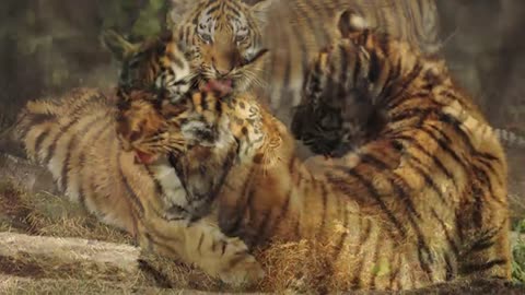 The Tigress Gave Her Cubs to This Man, Then He Did Something Unbelievable