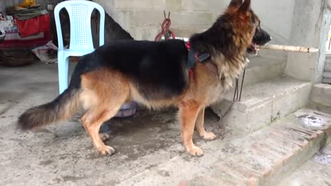 German Shepherd barking