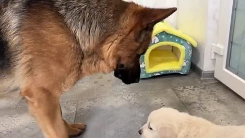 German Shepherd Confused by a Tiny Golden Retriever Puppy