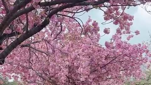 The double cherry blossoms have bloomed beautifully.