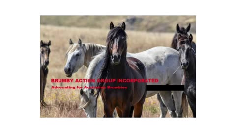 Crowdfunding for a Count of Brumbies in the Australian Alpine Park