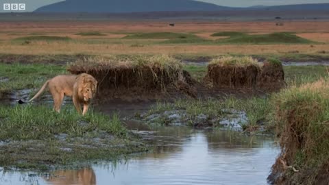 Hyena pack attacks lion _ FULL CLIP - Dynasties