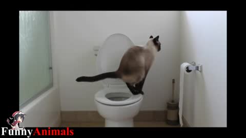 Cat training: Amazing! Cats using toilet compilation 2022