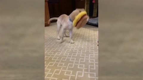 Funny Videos Viral Dogs Compilation 2022