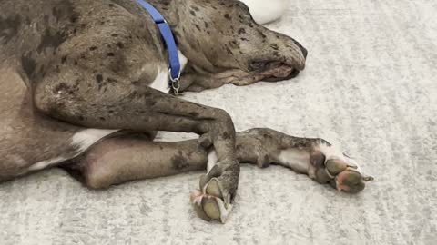 Rescue Kitten Plays with Great Dane