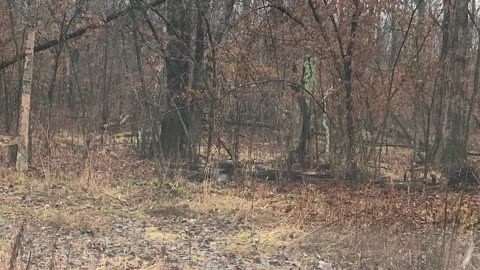 Nine acres mid Michigan forest/ usps available