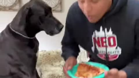 I leave my pizza In Front Of My Dog ,see His Reaction (cute dog)