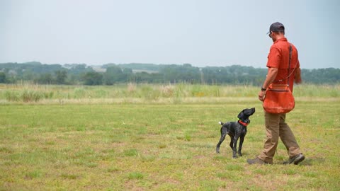 Stop Jumping: Effective Techniques for Teaching Your Dog to Greet Nicely