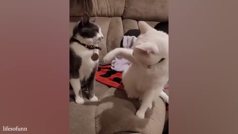 funny cat videos