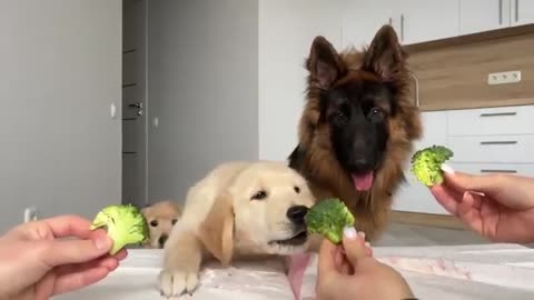 German Shepherd Reviews Food With Puppies