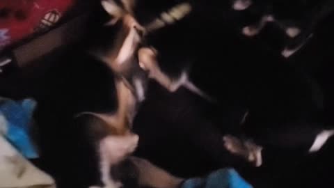 Crazi Chihuahuas just having fun