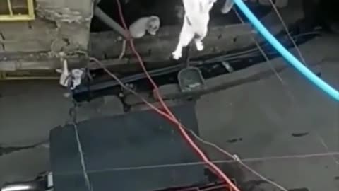 Cat jumping very dangerous