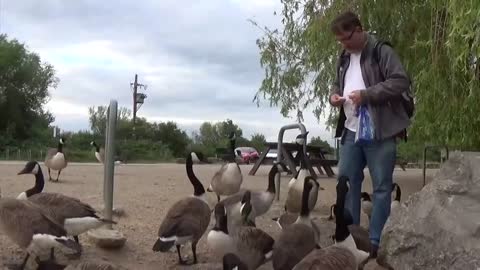 Feeding the geese at Attenborough Nature Reserve