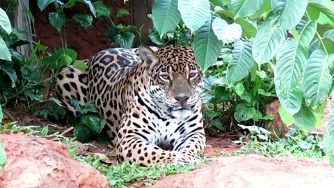 Uncovering the Spotted Secrets: 20 Fascinating Facts About Leopards