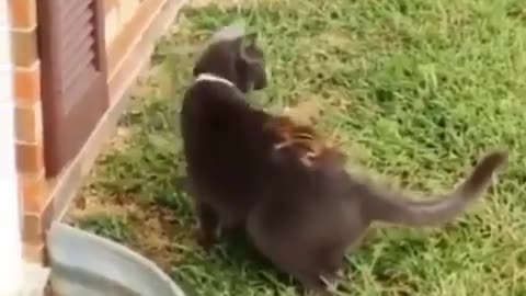 "Cat vs. Squirrel: The Hilarious Game Showdown!"