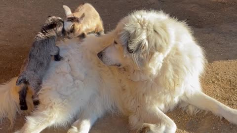 Guard Dog is Very Gentle with Baby Goats