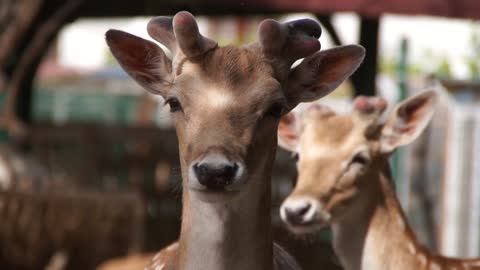 Cutest deer ever - Adorable animals - Wild Nature - Christmas deers