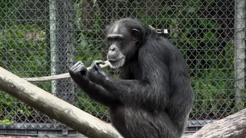 watch what chimpanzees do after eating