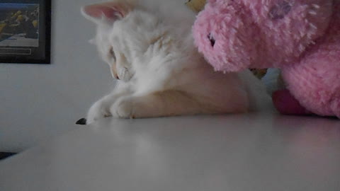 Ragdoll kitten not interested in toy hedgehog