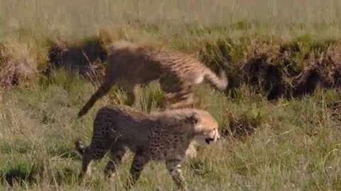 Leopard on the prairie