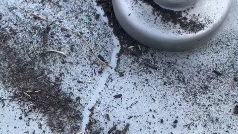 Ants making a trail at Vegas Temple