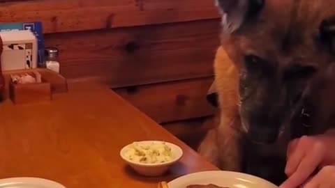 Afghanistan WarVeteran Dog Gets FreeMeal On Veterans Day