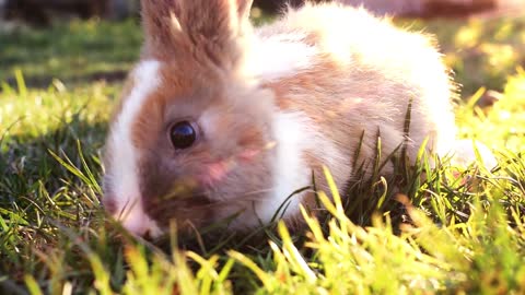 Easter White Bunny Sitting In The Grass