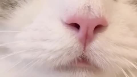 The cute cat talking.