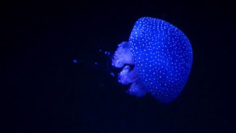 swimming blue jellyfish