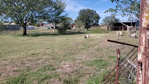 Pygmy and Nigerian goats