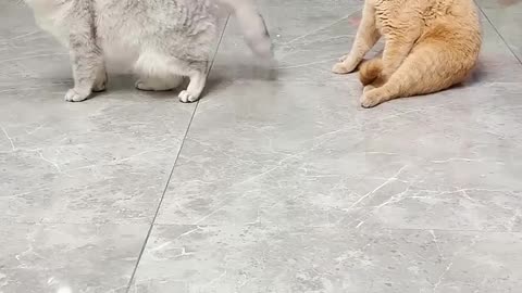 Very funny cat video