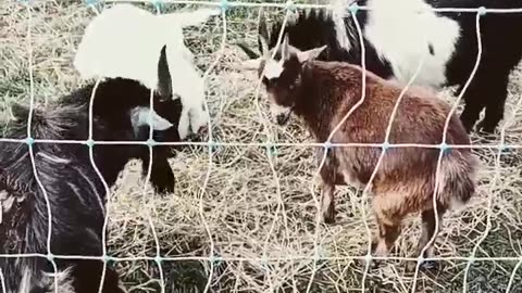 The back yard gang. Max, Hank, Billy & Molly