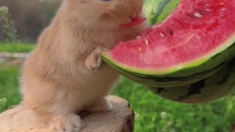 Rabbit eat watermelon 😋❤ #rabbit #funny #cuterabbit #viral