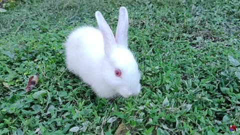 Baby Rabbit eating and playing in the grassland | Animals and beautiful nature |