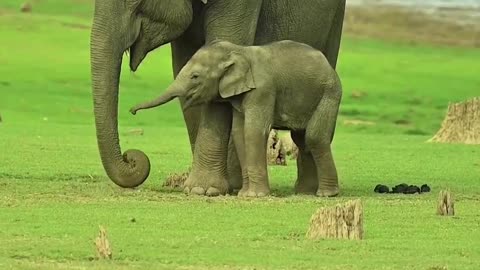 Mother carrying baby elephant 🐘🐘