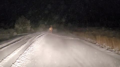 Early Morning Elk