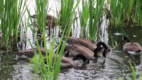 Duck on water near grass