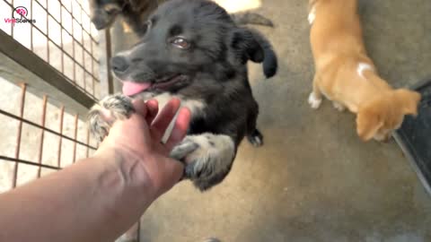 Surveillance Camera Catches Man Heartwarming Gesture For Cold Stray Dog In The Street It Goes Viral