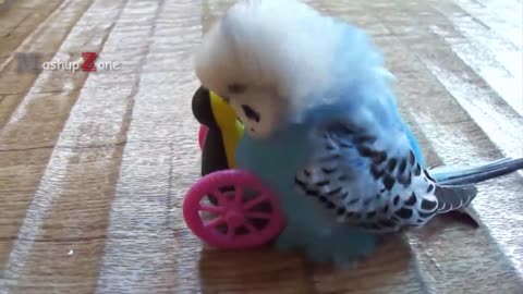 Funny parrots - Compilation